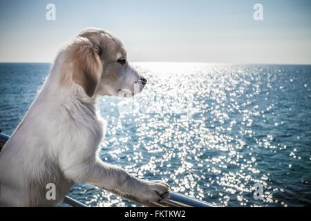 Vue côté appuyé contre le chien à la balustrade de l'ocean Banque D'Images