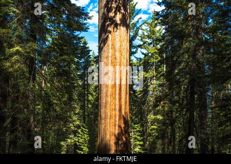Séquoia géant tronc de l'arbre en forêt, Yosemite National Park, California, USA Banque D'Images