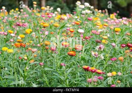 Jardin en fleurs Helichrysum bracteatum Banque D'Images