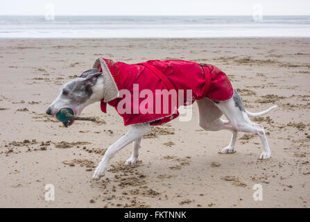 Whippet courir après ball sur plage. UK Banque D'Images