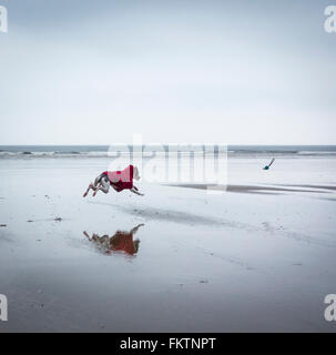 Whippet courir après ball sur plage. UK Banque D'Images