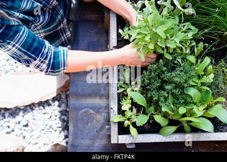 Woman planting herbes dans un jardin de fines herbes, high angle Banque D'Images