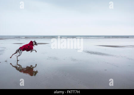 Whippet courir après ball sur plage. UK Banque D'Images