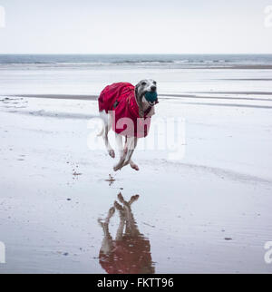 Whippet courir après ball sur plage. UK Banque D'Images