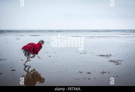 Whippet courir après ball sur plage. UK Banque D'Images