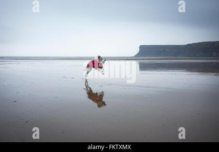 Whippet courir après ball sur plage. UK Banque D'Images