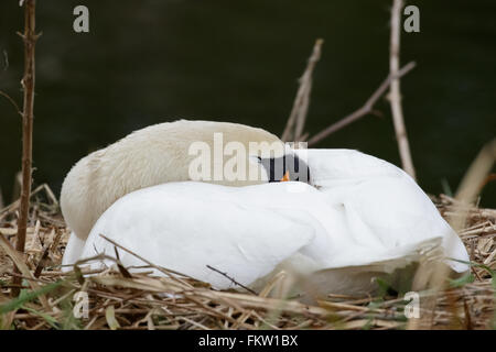 Seul Cygne muet (Cynus olor) sommeil et l'incubation des œufs sur le nid. Banque D'Images