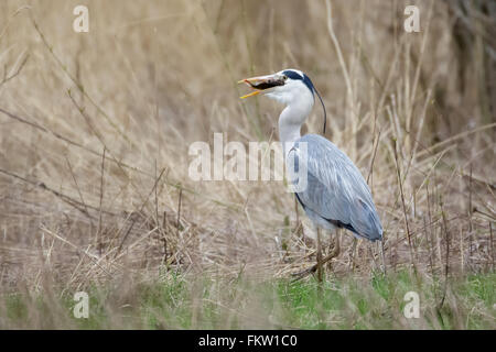 Héron cendré (Ardea cinerea), en tentant d'avaler un perchoir européen. Banque D'Images