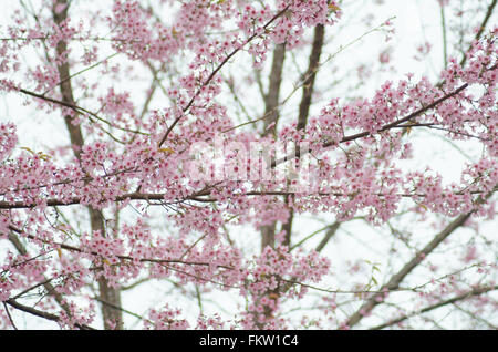 Wild Cherry bloomimg himalayenne sur arbre à Phu lom lo montagne, province de Loei, Thaïlande Banque D'Images