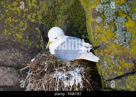 La Mouette tridactyle (Rissa tridactyla) sur son nid en crevasses Banque D'Images