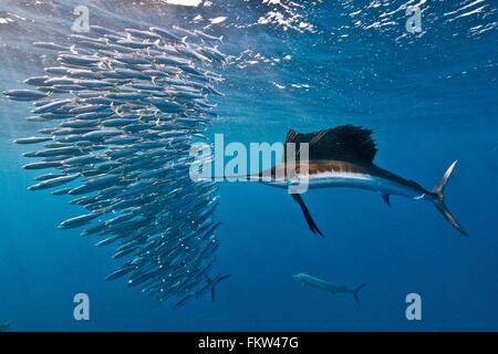 Voilier (Istiophorus albicans) attaque une baitball de sardines dans l'espoir de trouver avec son projet de loi dentelée Isla Mujeres Banque D'Images