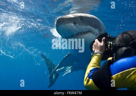 Grand requin blanc (Carcharodon carcharias) faisant une passe étroite tandis que s'appuie le photographe de prendre une photo de l'île Guadalupe Banque D'Images