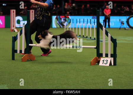 Birmingham, UK. 10 mars, 2016. Un Collie cross est concurrentiel dans le concours d'Agility à Crufts 2016. Crédit : Jon Freeman/Alamy Live News Banque D'Images