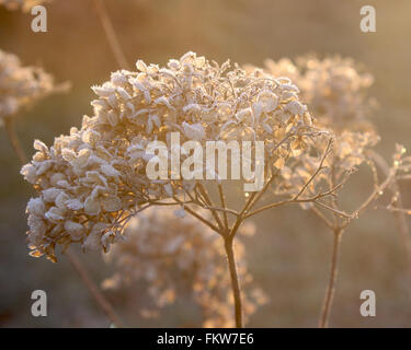 Retour romantique allumé les fleurs séchées et chef de l'Hydrangea arborescens Annabelle lors d'une froide hivers brumeux matin. Banque D'Images