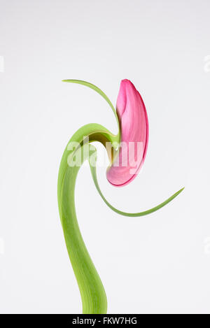 Un manipulé numériquement la photo d'une fleur de tulipe sur fond blanc Banque D'Images