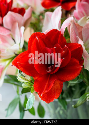 Amaryllis fleurs en rouge et rose doux Banque D'Images