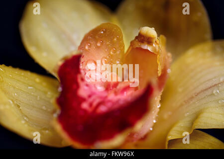 Orchidée fleur jaune avec des gouttes de rosée closeup Banque D'Images