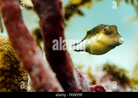 Close-up of Caribbean nez pointu le poisson-globe, canthigaster rostrata, natation sur les récifs coralliens et les éponges Banque D'Images