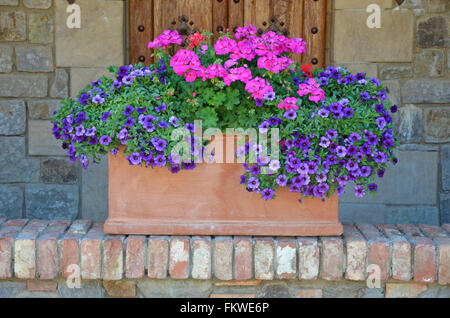 Belle rose et pourpre pétunia dans le semoir d'argile Banque D'Images