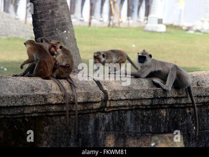 Colombo, Sri Lanka. Mar 9, 2016. Les singes se rassemblent près d'un site historique à la ville sainte d'Anuradhapura, une Organisation des Nations Unies pour l'éducation, la science et la culture (UNESCO) site du patrimoine mondial, au Sri Lanka, le 9 mars 2016. © Li Peng/Xinhua/Alamy Live News Banque D'Images