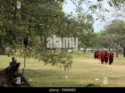 Colombo, Sri Lanka. Mar 9, 2016. Les singes sont vus à proximité d'un site historique à la ville sainte d'Anuradhapura, une Organisation des Nations Unies pour l'éducation, la science et la culture (UNESCO) site du patrimoine mondial, au Sri Lanka, le 9 mars 2016. © Li Peng/Xinhua/Alamy Live News Banque D'Images