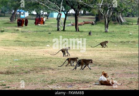 Colombo, Sri Lanka. Mar 9, 2016. Les singes sont vus à proximité d'un site historique à la ville sainte d'Anuradhapura, une Organisation des Nations Unies pour l'éducation, la science et la culture (UNESCO) site du patrimoine mondial, au Sri Lanka, le 9 mars 2016. © Li Peng/Xinhua/Alamy Live News Banque D'Images