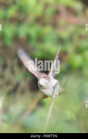 Nightingale (Luscinia megarhynchos) avec des ailes en mouvement, sur le point de voler vers la caméra. Réserve naturelle de Pulborough Brooks, avril. Banque D'Images