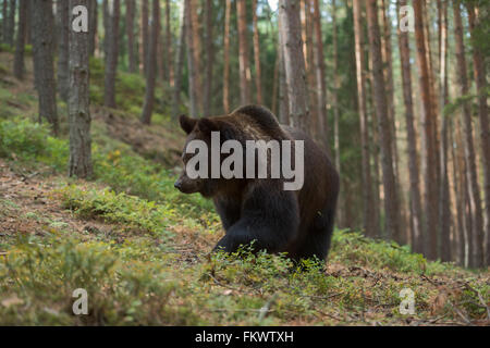 Ours brun européen Europaeischer / Braunbaer ( Ursus arctos ) marche en montée à travers une forêt, en milieu naturel. Banque D'Images