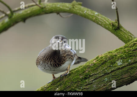 Canard branchu / Brautente ( Aix sponsa ), jolie femme, en robe de reproduction, perché sur un arbre, regarde autour de l'écoute. Banque D'Images