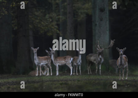 Le daim (Dama dama), timide petit groupe de Hinds avec buck à l'aube, alors que la saison du rut, en face d'une forêt sombre. Banque D'Images