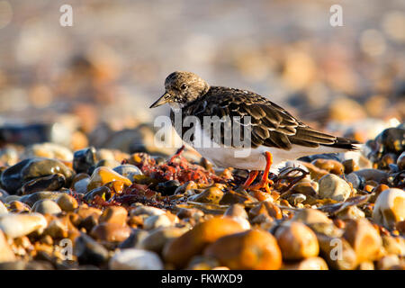 Turnstone Arenaria interpres ou d'oiseaux sur la plage de galets à la recherche de nourriture. Les pattes sont rouge orange de l'oiseau est blanc. Camouflage efficace.. Banque D'Images