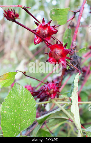 Fleurs de Roselle en Thailande C et ils peuvent être transformés en boissons thé Banque D'Images