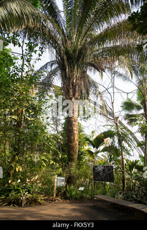 Le biome de la forêt tropicale, l'Eden Project. Banque D'Images