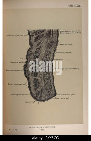 Anatomie chirurgicale de la tête et du cou par Deaver, John B. (John Blair), 1855-1931 Banque D'Images