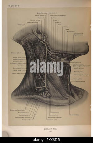 Anatomie chirurgicale de la tête et du cou par Deaver, John B. (John Blair), 1855-1931 Banque D'Images