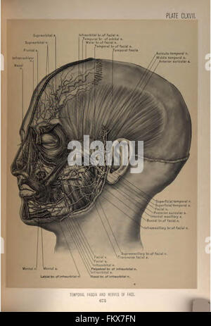 Anatomie chirurgicale de la tête et du cou par Deaver, John B. (John Blair), 1855-1931 Banque D'Images