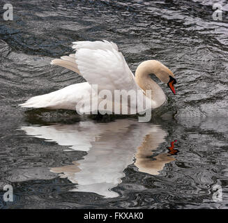 Arrière-plan de feuilles de thé Thé Vert/ Banque D'Images