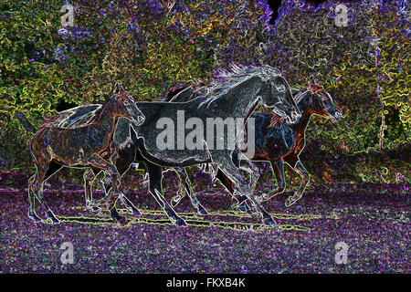 Beaux chevaux galopant à travers le champ photo manipulée Banque D'Images