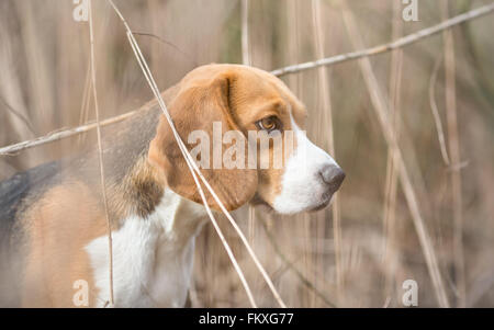 Profil de chien beagle dans la nature Banque D'Images