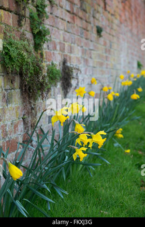 Fleurs jonquille contre un vieux mur de briques. Oxfordshire, Angleterre Banque D'Images