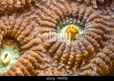 Super macro des corallites de Favia favus {}. Le corallite sur le droit a quelque chose dans le pharynx (ouverture principale). Malapasc Banque D'Images