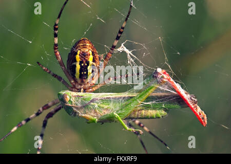 Spider Argiope bruennichi Wasp (brünnichii / Aranea) féminin sur spiral orb web rétractable ses proies en soie sauterelle pris Banque D'Images