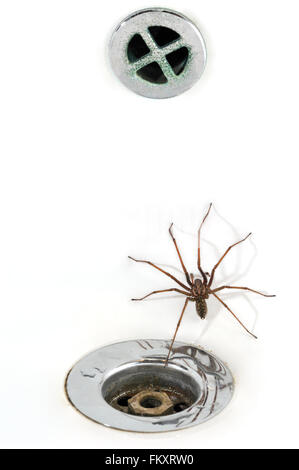 Maison commune européenne (Eratigena atrica Tegenaria atrica / / Philoica atrica) hommes piégés dans un lavabo dans la salle de bains Banque D'Images