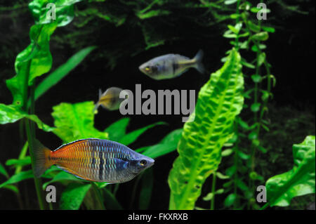 L'Boeseman rainbowfish (Melanotaenia boesemani), le poisson est endémique à la rivière Ayamaru en Papouasie occidentale et de l'Ouest Guinée Banque D'Images