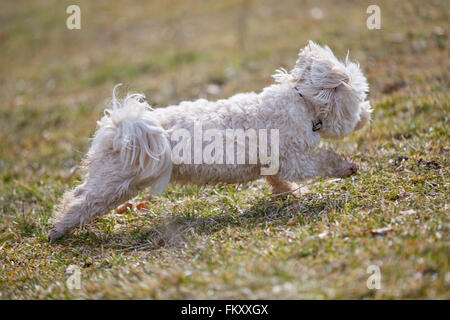 Bichon Havanais chien qui court sur l'herbe dans le parc au printemps Banque D'Images