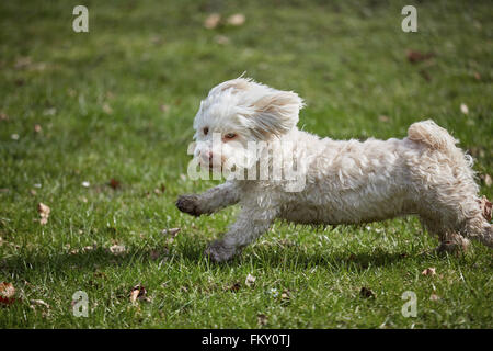 Bichon Havanais chien qui court sur l'herbe dans le parc au printemps Banque D'Images