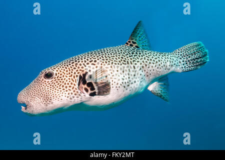 Arothron stellatus Star puffer {}, planant dans le bleu de l'eau. Ces poissons grandissent à près de 1 mètres de long et sont les grands de l'puffe Banque D'Images