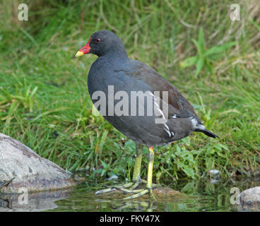 Moorhen commun, gallinula chloropus, debout près de l'étang Banque D'Images