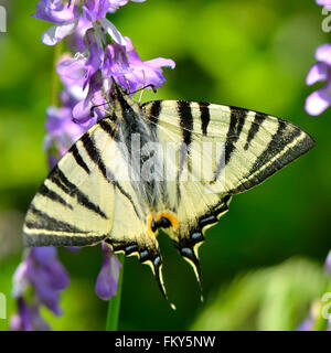 Dans l'habitat naturel papillon machaon (rares) Banque D'Images