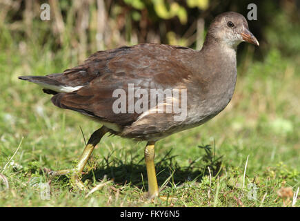 Jeune Moorhen commun, gallinula chloropus, marchant sur l'herbe Banque D'Images